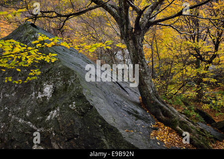 Birch tree leaning against a sharp boulder in the Fall forest at Smugglers Notch State Park near Stowe Vermont USA Stock Photo