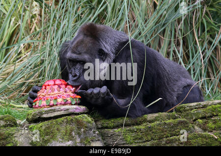 London, UK. 23rd October, 2014. London Zoo's oldest female gorilla Zaire enjoys her birthday cake at London Zoo in London, Britain, on Oct. 23, 2014. Runner-up on this year's Great British Bake Off, Richard Burr created special birthday cake for Zaire to celebrate her 40th birthday, including sugar-free jelly, apples, carrots and walnuts, in her favorite pink colour. Zaire was born in the 1974 and arrived in London in 1984. Credit:  Xinhua/Alamy Live News Stock Photo