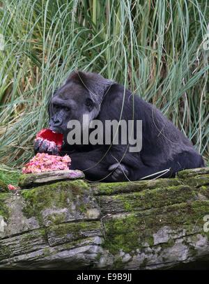 London, UK. 23rd October, 2014. London Zoo's oldest female gorilla Zaire enjoys her birthday cake at London Zoo in London, Britain, on Oct. 23, 2014. Runner-up on this year's Great British Bake Off, Richard Burr created special birthday cake for Zaire to celebrate her 40th birthday, including sugar-free jelly, apples, carrots and walnuts, in her favorite pink colour. Zaire was born in the 1974 and arrived in London in 1984. Credit:  Xinhua/Alamy Live News Stock Photo