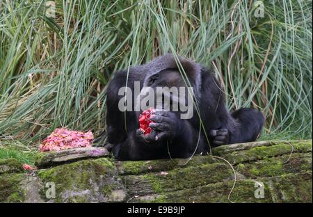 London, UK. 23rd October, 2014. London Zoo's oldest female gorilla Zaire enjoys her birthday cake at London Zoo in London, Britain, on Oct. 23, 2014. Runner-up on this year's Great British Bake Off, Richard Burr created special birthday cake for Zaire to celebrate her 40th birthday, including sugar-free jelly, apples, carrots and walnuts, in her favorite pink colour. Zaire was born in the 1974 and arrived in London in 1984. Credit:  Xinhua/Alamy Live News Stock Photo