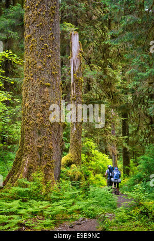 Backpackers on Hoh River Trail, Hoh Rainforest, Olympic National Park, Washington. Stock Photo
