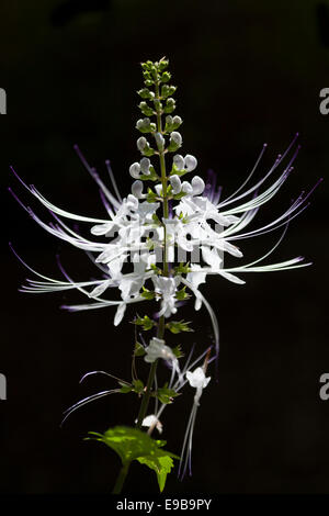 'Java Tea' or 'Cat's Whiskers' plant [Orthosiphon aristatus], 'close up' detail against [black background] Stock Photo