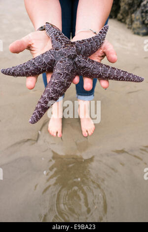 A person holding a starfish on the Oregon Coast at Indian Beach. Stock Photo