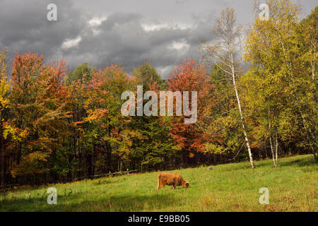 Highland cattle grazing in pasture surrounded by Fall colors Trapp Hill road Stowe Vermont USA Stock Photo