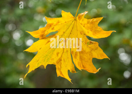 Bigleaf maple tree leaf in autumn; Mount Pisgah Arboretum, Willamette Valley, Oregon. Stock Photo