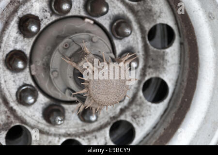 peterbilt 379 Semi trailer with a flatdeck oversize load of huge giant large mining tyres with warning flags snow and ice covered in pullout winter Stock Photo