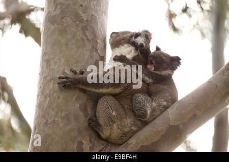 Koala mother and baby in tree Stock Photo