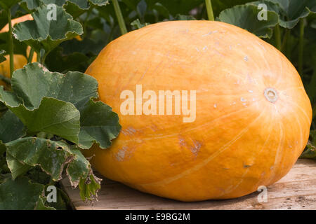 Cucurbita maxima. Giant Pumpkin 'Dill's Atlantic' growing in a pumpkin patch. Stock Photo