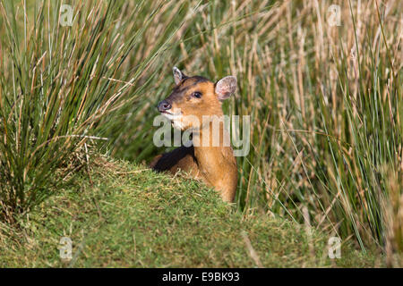 Muntjac Deer; Muntiacus reevesi; Female; Cornwall; UK Stock Photo