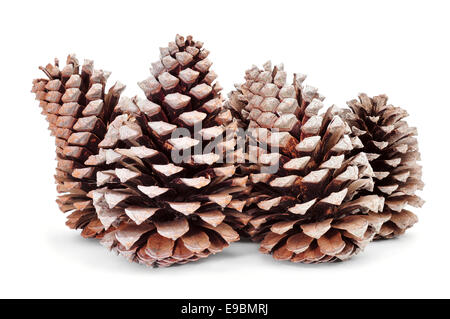 closeup of a pile of pine cones on a white background Stock Photo