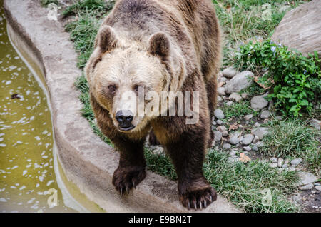 Bear looking up at viewers in Barcelona zoo, big claws, nose, ears, detail. Stock Photo