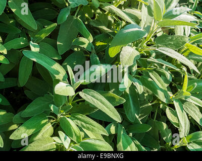 Sage, Salvia officinalis, Stock Photo