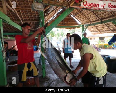 Sablayan town is composed of 11 coastal villages and fishing is the main source of income of the people living near the sea. Due to the efforts of the local government to protect marine sanctuaries and tough fishing laws, Sablayan is harvesting big catch. Since 2010, Sablayan is harvesting gigantic tuna for exports. The town also is the main producer of fish in MIMAROPA region. © Sherbien Dacalanio/Pacific Press/Alamy Live News Stock Photo