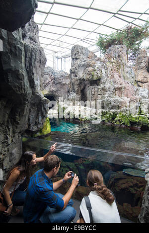 people taking pictures with phone of penguin underwater at Lisbon Oceanarium Stock Photo