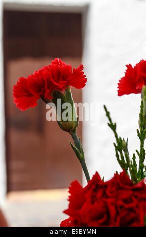 Red carnations against a blurred background Stock Photo