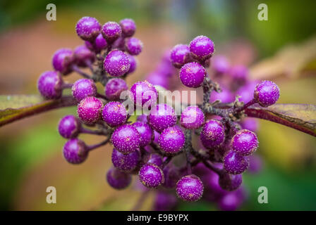 Callicarpa dichotoma berries. Stock Photo