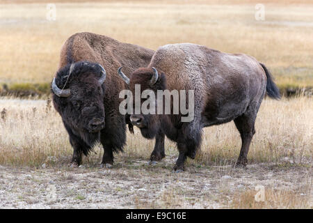 American Bison pair together during the rut Stock Photo