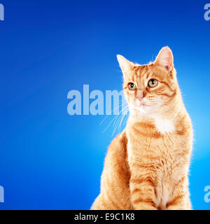 Senior (10 years) domestic ginger cat sitting in front of blue background. Copy space on the left side.
