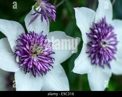 Stunning Clematis specimen with purple petals and white sepals, green foiage background. Stock Photo