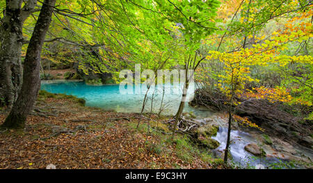 Beech forest. Autumn colors in Urederra river.Navarra,Spain. Stock Photo