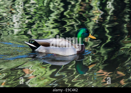 Mallard duck swimming in calm waters at Neary Lagoon. Stock Photo