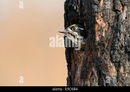 A male three-toed woodpecker (Picoides tridactylus) pokes his head from his cavity nest, Lolo National Forest, Montana Stock Photo
