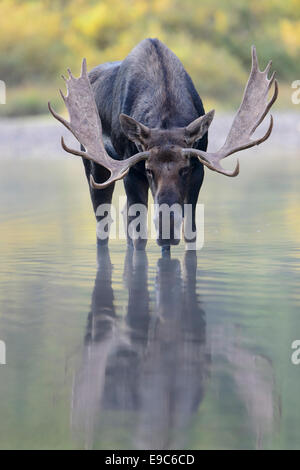 Bull Moose (Alces alces shirasi), Northern Rockies Stock Photo