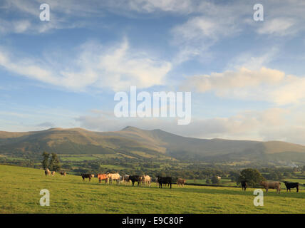 Early Autumn skies and soft misty light over the Brecon Beacons mountains, with a pastoral scene of grazing cattle, in Wales.