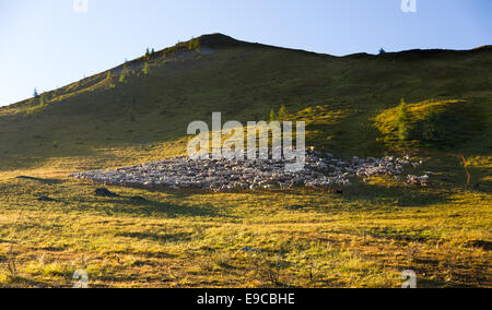 Herd of sheep in Dolomites, Italy Stock Photo