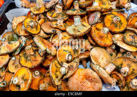 Mushrooms For Sale At The Thursday Market In Inca, Mallorca - Spain