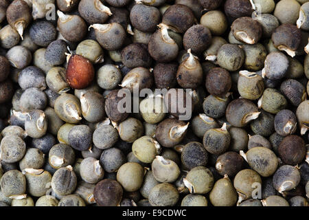 Okra seeds of various colors. Stock Photo