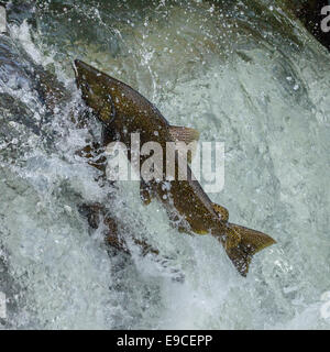 Salmon jumping up a fish ladder. Stock Photo