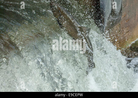 Salmon jumping up a fish ladder. Stock Photo