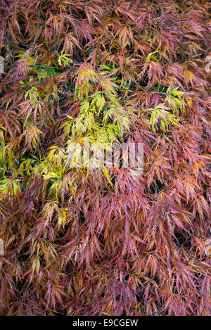 Acer palmatum dissectum 'Ornatum' in autumn. Japanese maple in the fall Stock Photo