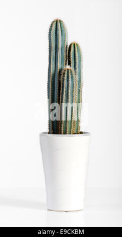 Dark Green Cactus Plant on White Pot Stock Photo