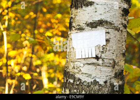 tear-off paper notice on birch trunk in autumn urban park Stock Photo