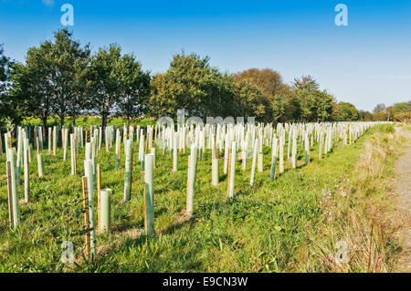 PLANTED SAPLINGS IN ROWS AND SUPPORTED BY GREEN PLASTIC SLEEVES OR TREESHELTERS Stock Photo