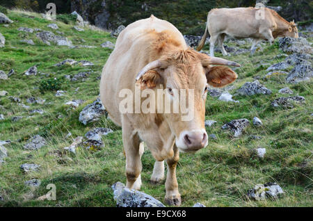 Cattle in the autumn mountains Stock Photo