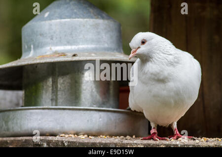 White dove pigeon stood next to corn feeder Stock Photo