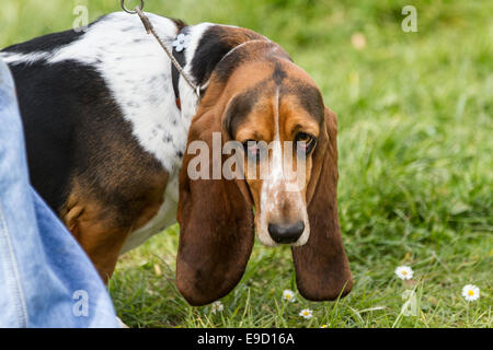 Head of a basset hound with big droppy ears.  Taken outside on grass, the dog is on the lead. Stock Photo