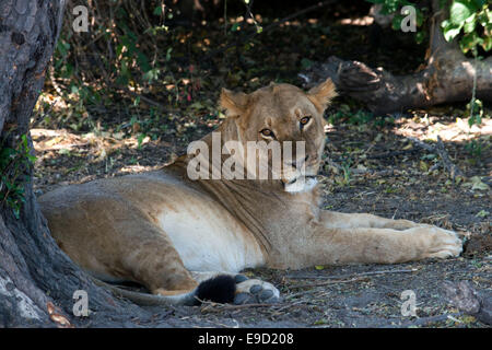 From Victoria Falls is possible to visit the nearby Botswana. Specifically Chobe National Park.  Lion in Chobe River.  Chobe Nat Stock Photo