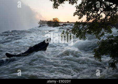 Sunset in the Victoria Falls. The Largest Waterfall in the World. The Victoria Falls have been billed as the Greatest Falling Cu Stock Photo