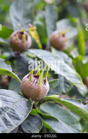 Medlar fruits on a tree Stock Photo