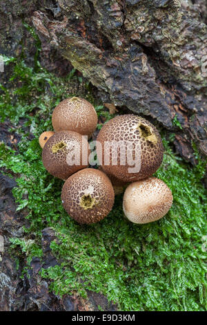 Lycoperdon sp. mushrooms Stock Photo