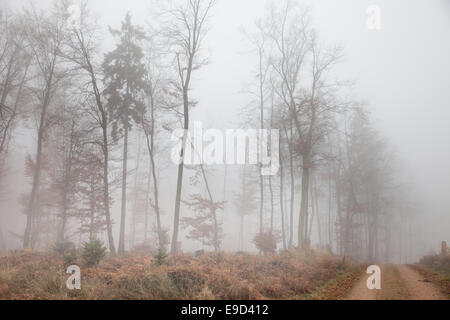 Foggy autumnally forest in the Taunus near Engenhahn, Hesse, Germany Stock Photo