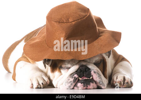 dog wearing cowboy hat on white background - english bulldog Stock Photo