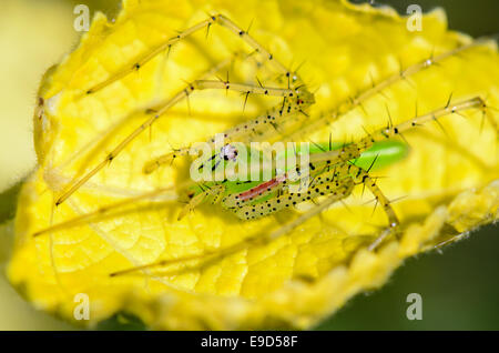 Peucetia Viridans or Green Lynx Spider, is a conspicuous bright-green spider in yellow leaves taken at Thailand Stock Photo