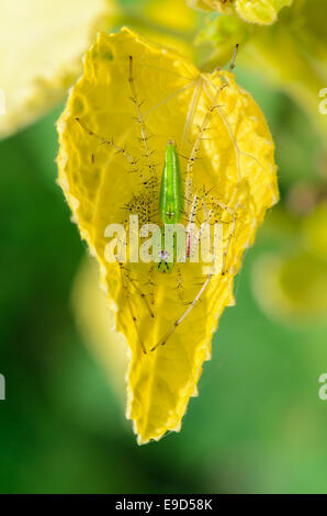 Peucetia Viridans or Green Lynx Spider, is a conspicuous bright-green spider in yellow leaves taken at Thailand Stock Photo