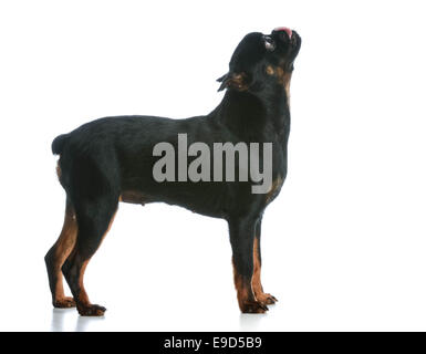dog begging - brussels griffon puppy standing  begging on white background Stock Photo