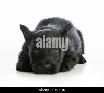 tired puppy - scottish terrier puppy laying down resting on white background Stock Photo